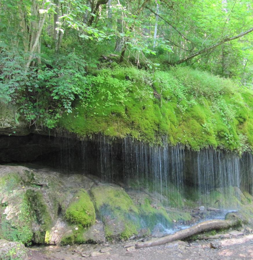 Roetenbacher Wiesen Friedenweiler Екстериор снимка